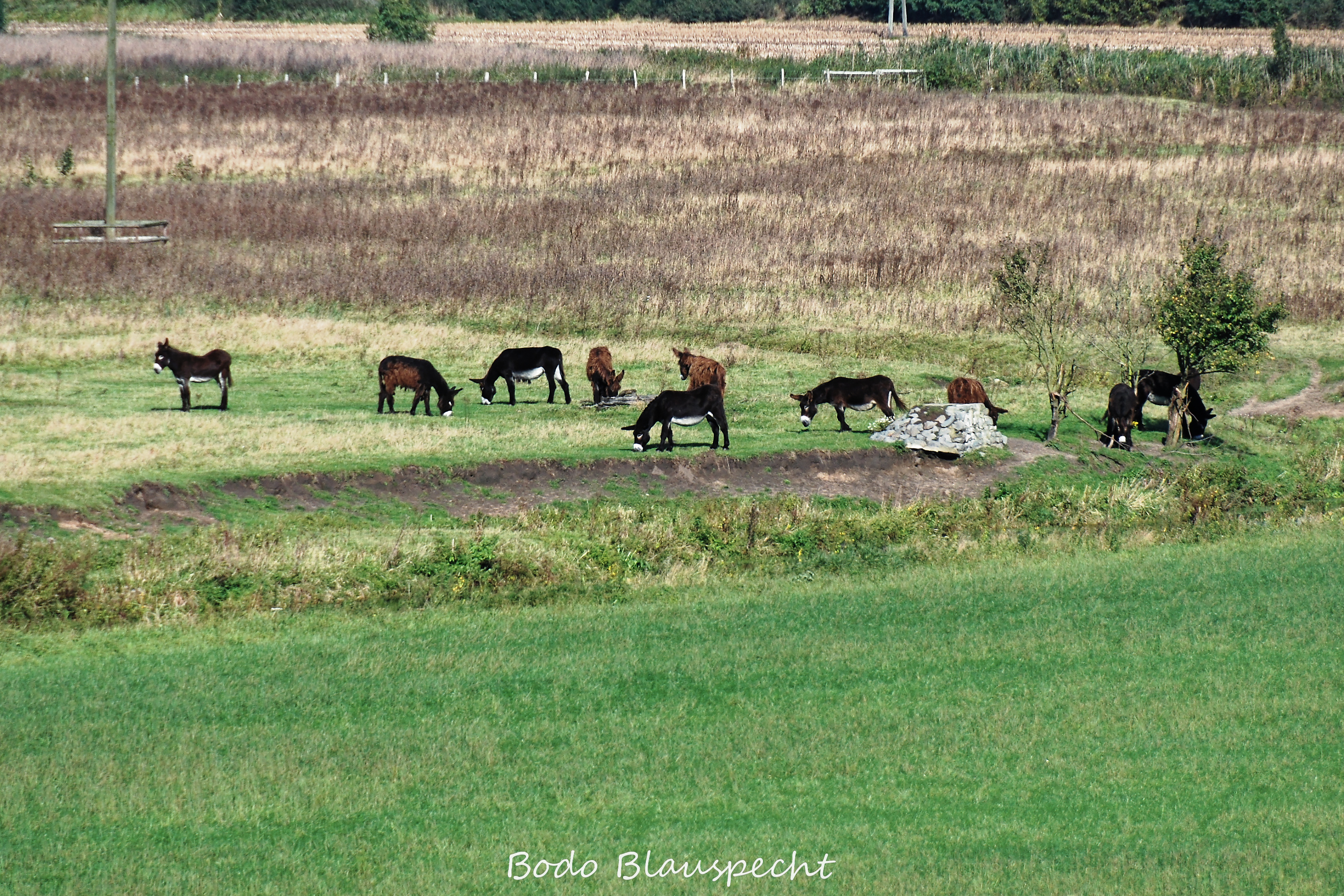 10.07 12.10 88   Poitou Esel   Steveraue WEB